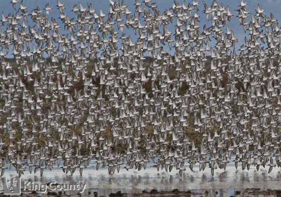 Photo of Shorebird Flock, Mixed Species - Calidris alpina